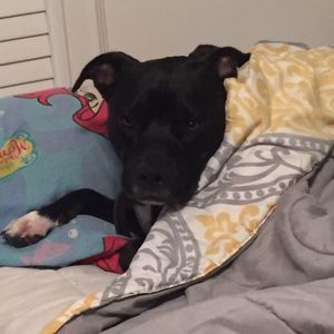 Meet your Posher, Savannah